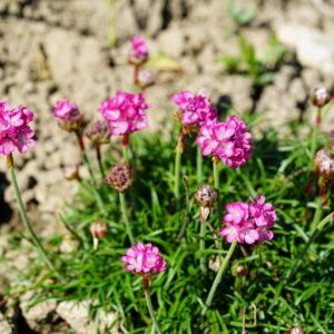 ARMERIA MARITIMA - SEA THRIFT - 2 LITRE POT