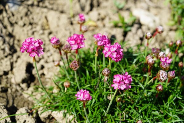 ARMERIA MARITIMA - SEA THRIFT - 2 LITRE POT
