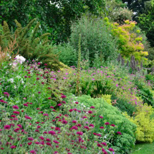 GARDEN CONSULTATION WITH DONNA TRUWHYTE - MEDIUM GARDEN (up to 200sq m)