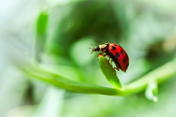 LADYBIRD HOUSE - £25.00 - Image 4