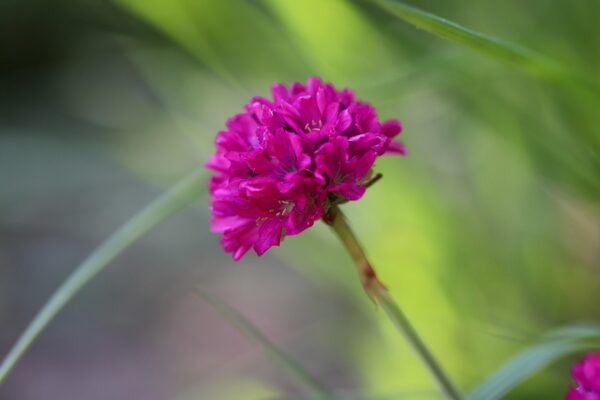 ARMERIA MARITIMA - SEA THRIFT - 2 LITRE POT - Image 2