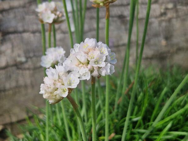 ARMERIA MARITIMA ALBA - 2 Litre pot - Image 2