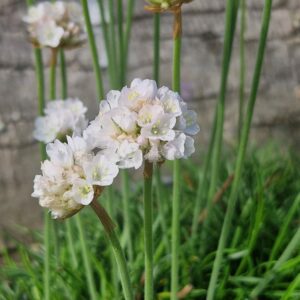 ARMERIA MARITIMA ALBA - 2 Litre pot