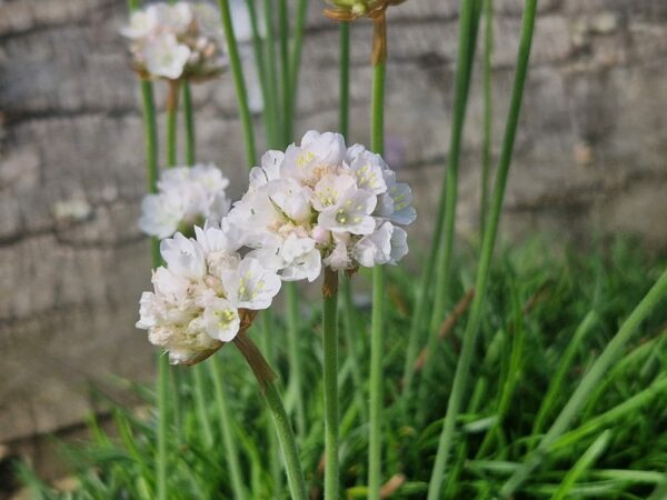 ARMERIA MARITIMA ALBA - 2 Litre pot