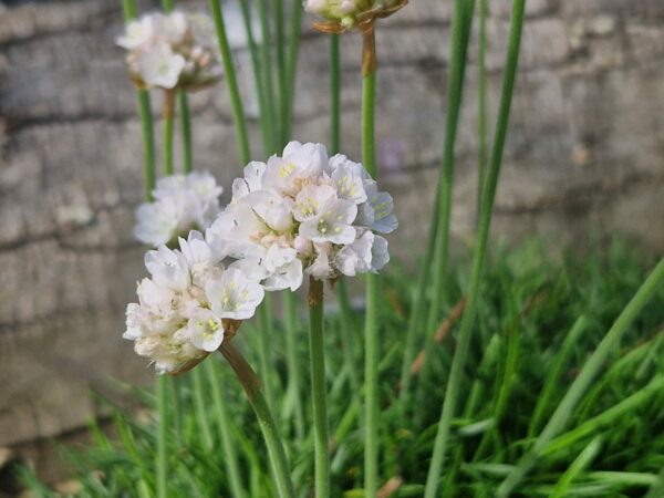 ARMERIA MARITIMA ALBA - 2 Litre pot - Image 3