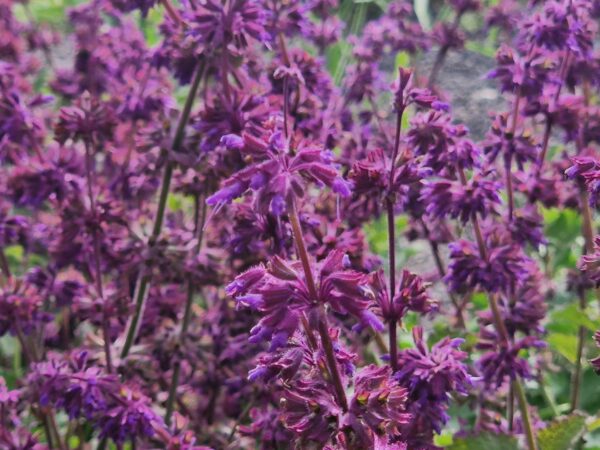 WHORLED CLARY SAGE - Salvia verticilliata - 5 lite pot - Image 6