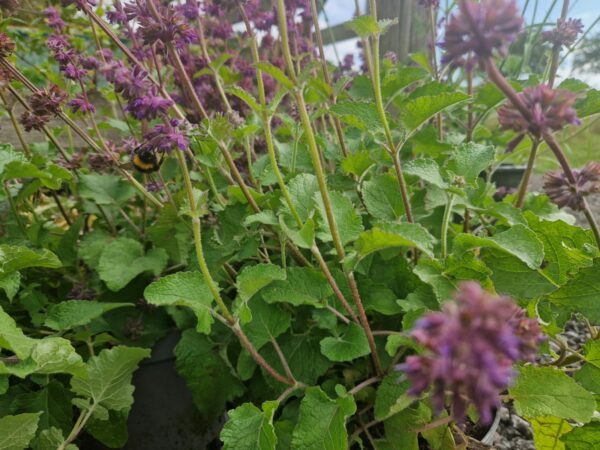 WHORLED CLARY SAGE - Salvia verticilliata - 5 lite pot - Image 5