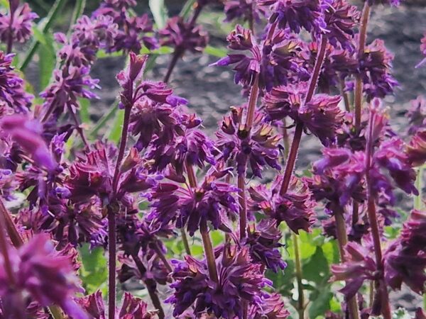 WHORLED CLARY SAGE - Salvia verticilliata - 5 lite pot - Image 4