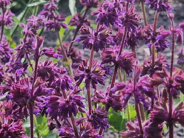 WHORLED CLARY SAGE - Salvia verticilliata - 5 lite pot - Image 3