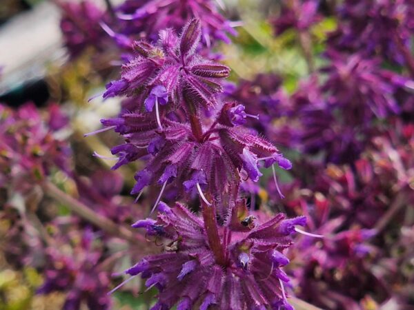 WHORLED CLARY SAGE - Salvia verticilliata - 5 lite pot - Image 2