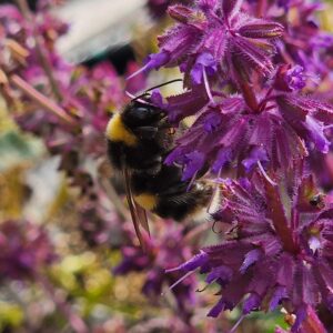 WHORLED CLARY SAGE - Salvia verticilliata - 5 lite pot