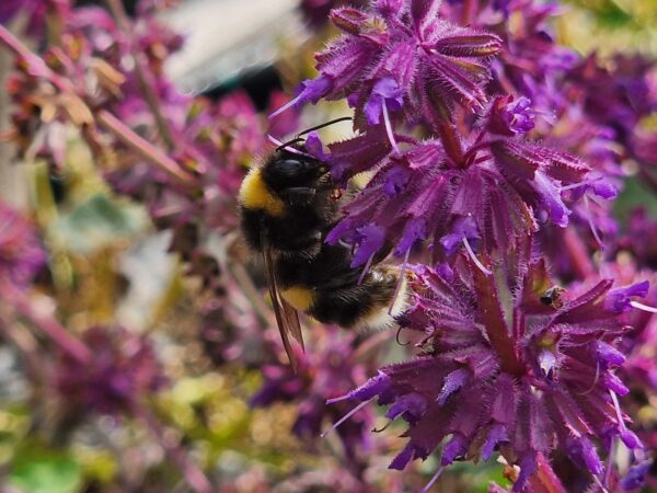 WHORLED CLARY SAGE - Salvia verticilliata - 5 lite pot