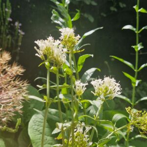 VELERIAN - Centranthus rubra Albus - 2 litre pot