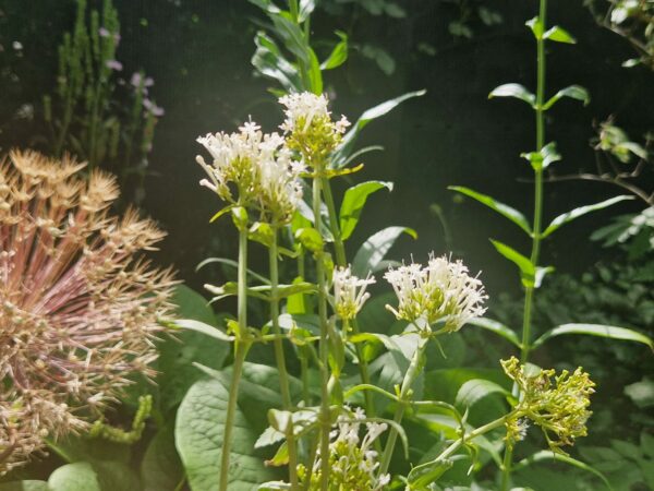 VELERIAN - Centranthus rubra Albus - 2 litre pot