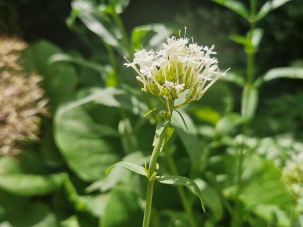 VELERIAN - Centranthus rubra Albus - 2 litre pot - Image 3