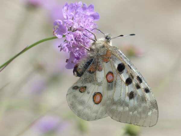 FIELD SCABIOUS -Knautia arvensis - 2 litre pot - Image 3