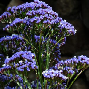 SEA LAVENDER - Limonium Latifolium - 2 litre pot