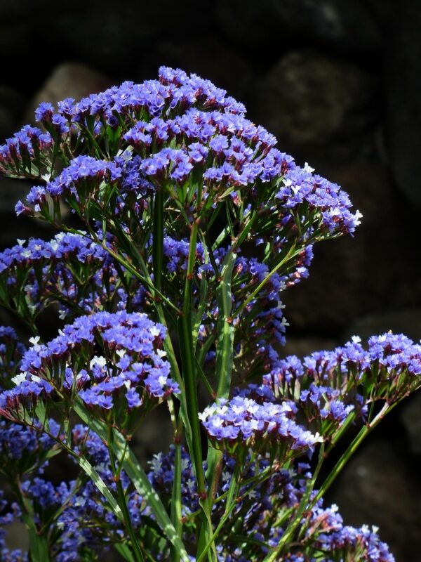 SEA LAVENDER - Limonium Latifolium - 2 litre pot