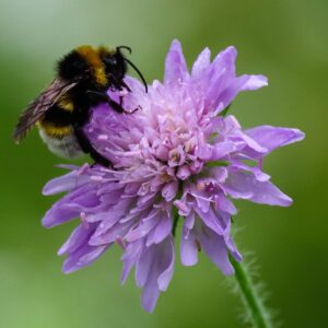 POLLINATOR GARDENING  PART 2 - JULY 18TH - 4PM TILL 4PM