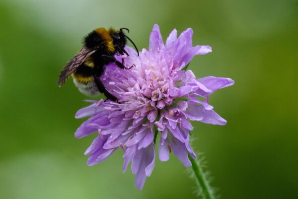 FIELD SCABIOUS -Knautia arvensis - 2 litre pot - Image 4