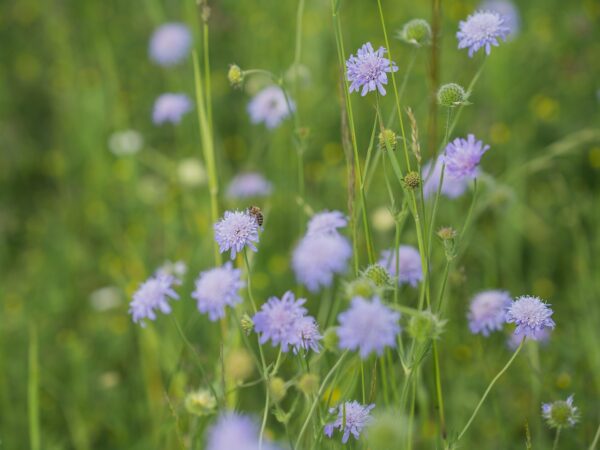 FIELD SCABIOUS -Knautia arvensis - 2 litre pot - Image 2