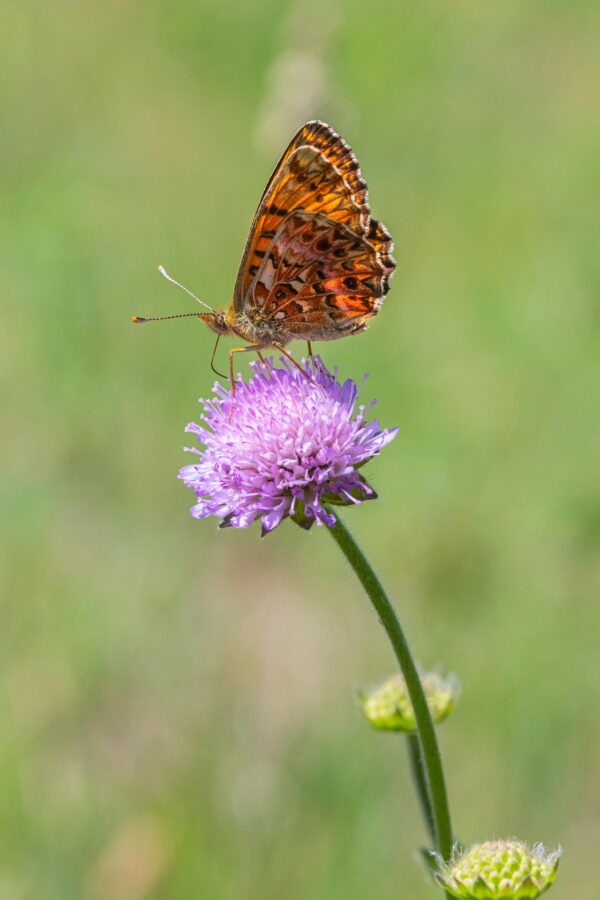 FIELD SCABIOUS -Knautia arvensis - 2 litre pot - Image 5