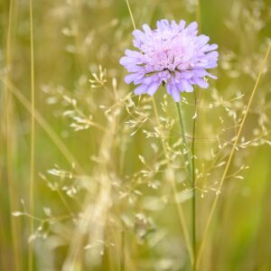 FIELD SCABIOUS -Knautia arvensis - 2 litre pot