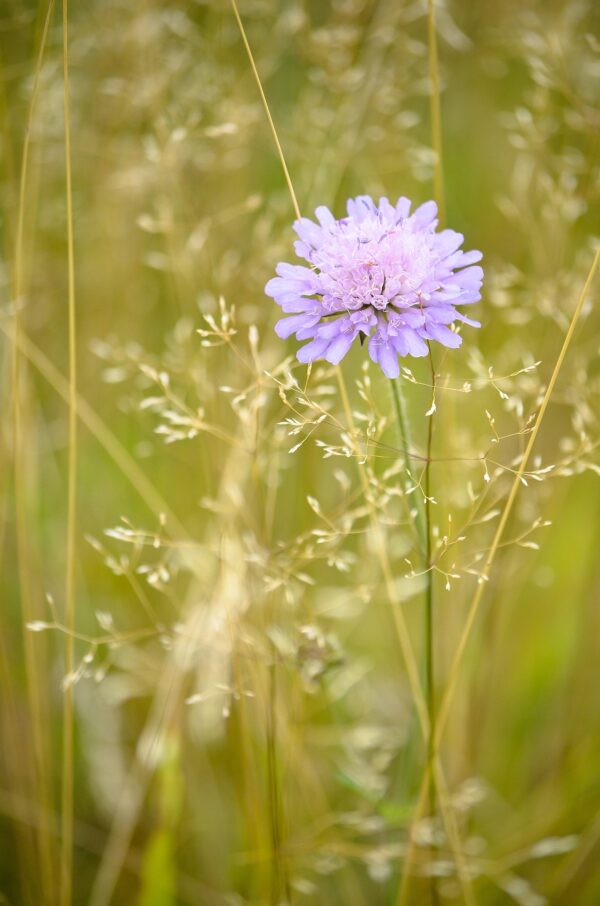 FIELD SCABIOUS -Knautia arvensis - 2 litre pot