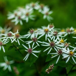 White Wood Aster - £9.50 -