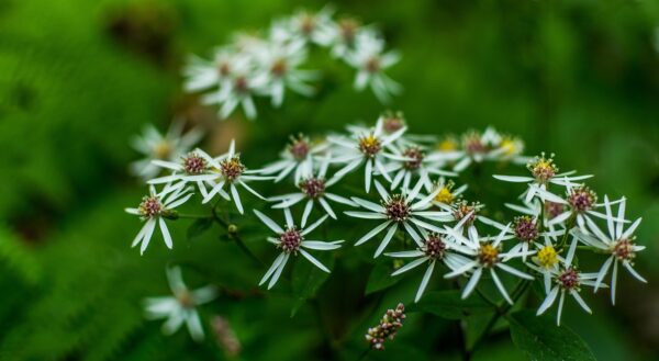 White Wood Aster - £9.50 -