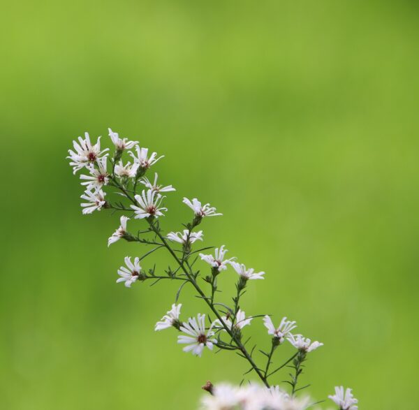 White Wood Aster - £9.50 - - Image 2