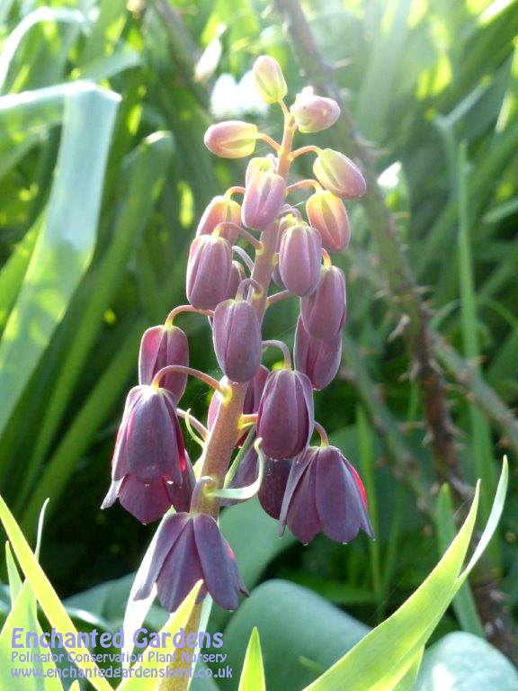 FRITILLARIA PERSICA - PERSIAN LLLY - 2 BULBS - £14.00