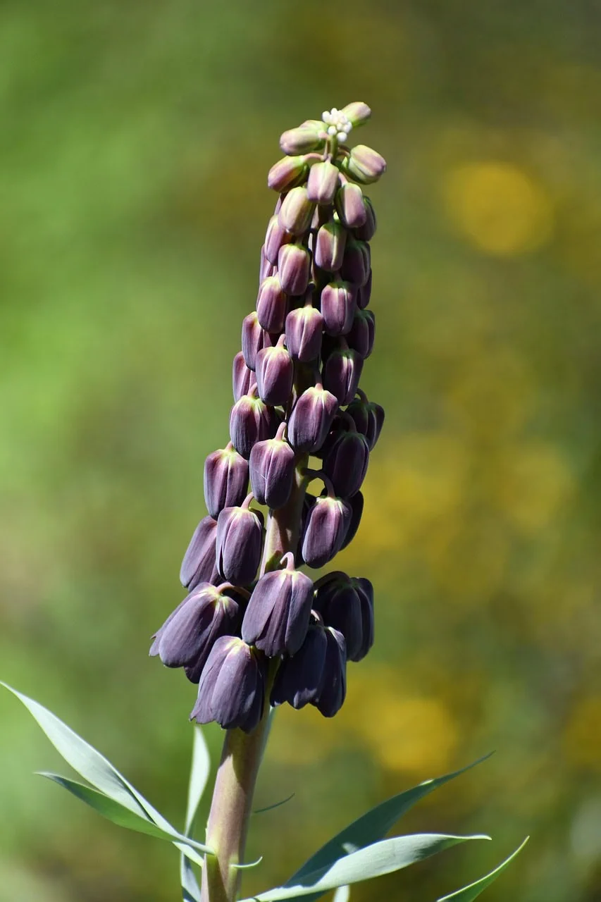 FRITILLARIA PERSICA - PERSIAN LLLY - 2 BULBS - £14.00 - Image 3