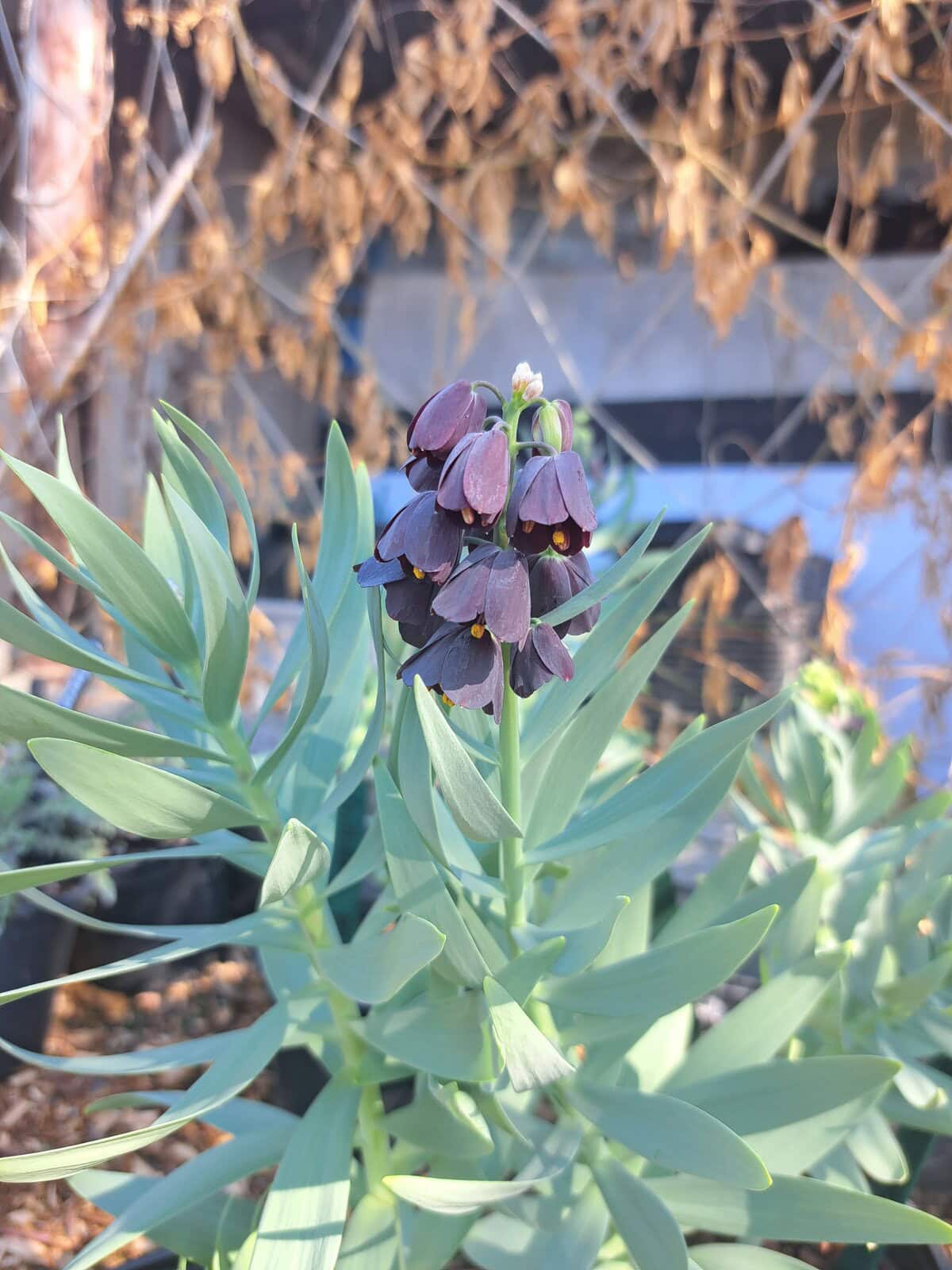FRITILLARIA PERSICA - PERSIAN LLLY - 2 BULBS - £14.00 - Image 2
