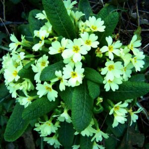 PRIMROSE - Primula Vulgaris - 2 litre pot
