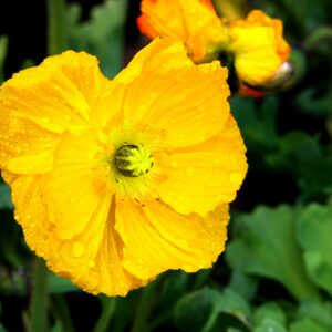Yellow Horned Poppy - Galucium Flavum - 2 litre pot