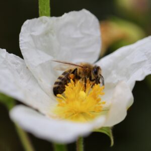CISTUS HYBRIDUS - (Rock Rose) - 5 Litre pot