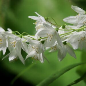 DEUTZIA - (Beauty Bush) - 2 litre pot