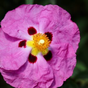 CISTUS PURPUREUS - (Rock Rose) - 5 litre Pot