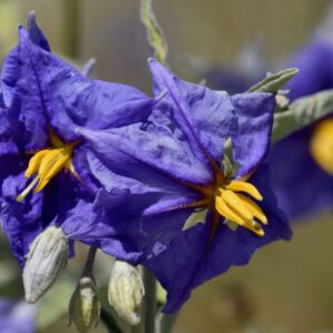 Solanum Glasnevin - Potato Vine - Large Pot