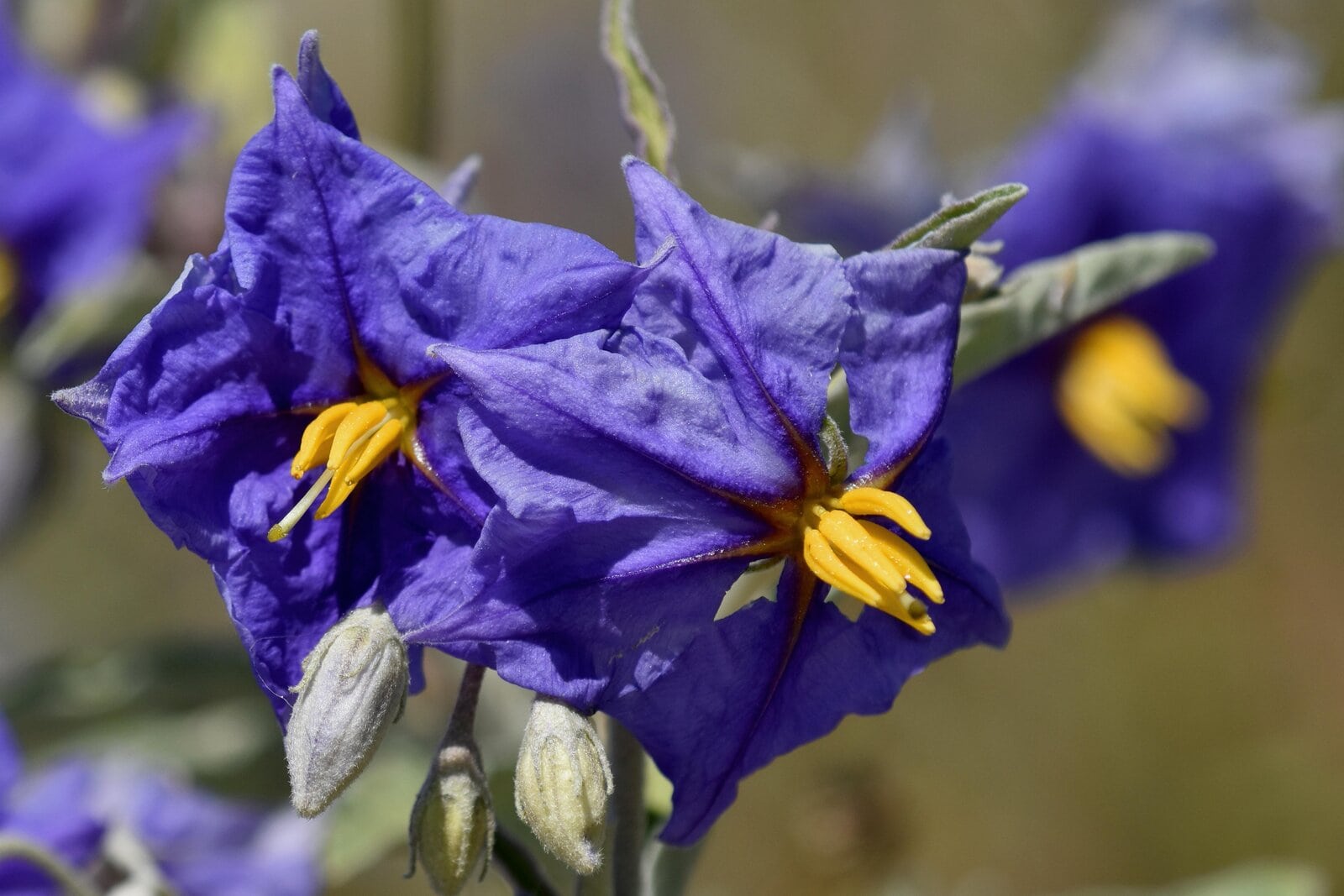 Solanum Glasnevin - Potato Vine - Large Pot