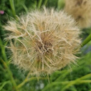 Enchanted Seeds