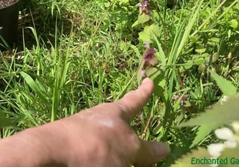 White and Red Dead-Nettle