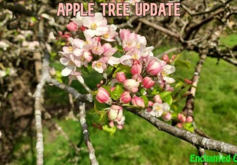 Apple Tree Update (Blossom!)