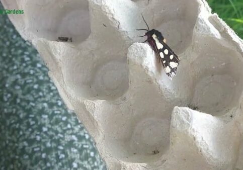 Enchanted Gardens &#8211; Moth Traps and Knowledge w/ Rebecca of the Butterfly and Moth Conservation Trust