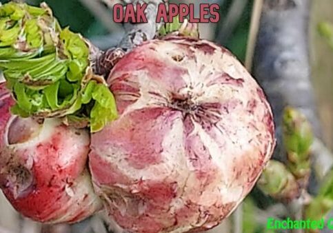 Oak Apples