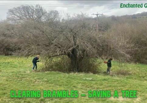 Clearing Brambles &#8211; Saving a Tree