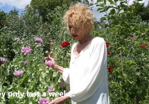 Poppies at Enchanted Gardens Plant Nursery Whitstable