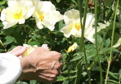 The importance of single petal &#8216;cabbage&#8217; Roses