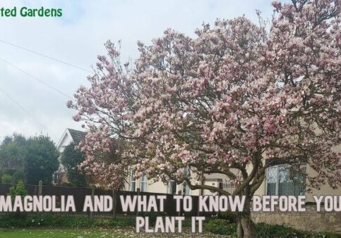 Magnolia And What To Know Before You Plant It